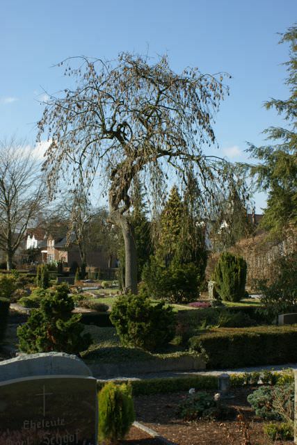 Trauerweide zwischen Gräbern und Nadelgehölzen unter blauem Himmel